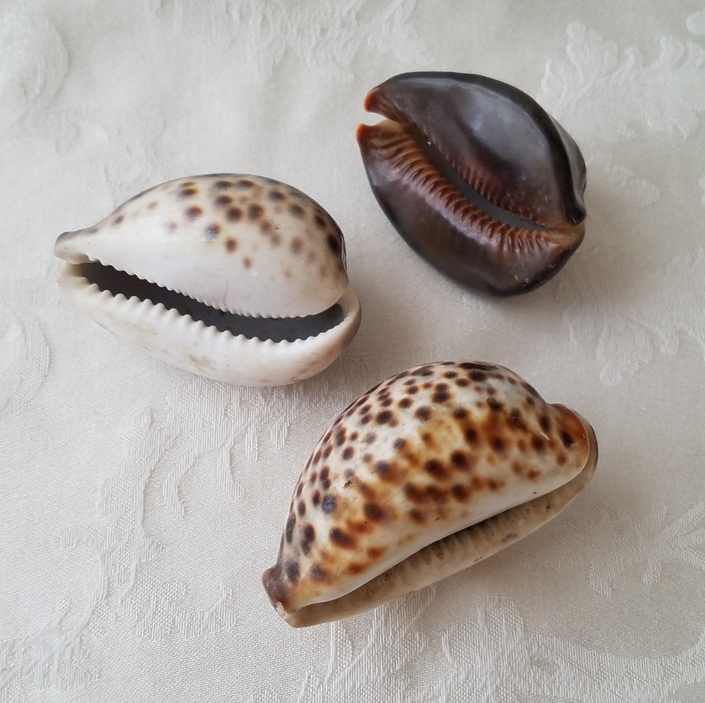 Three Natural Sea Shells - Picture 4 of 12
